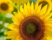 《太阳之子》影评摘抄