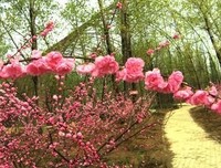 物么生物么第将便了你得过桃花句子大全