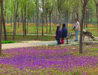 格格回老家的第35天：再有一天，妈妈就回老家了
