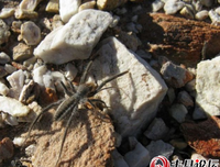 《怒海狂蛛》好看吗？经典观后感锦集
