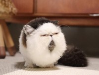 《网红喵星人》经典影评有感