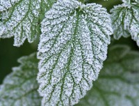 有关白雪皑皑的美句摘抄