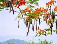 童言乱语的摘抄