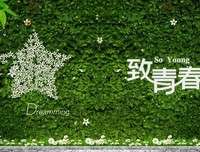 趁青春未老，多看看优美的句子