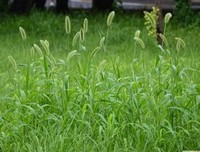 百字令好词好句