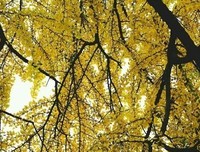 花卉读后感100字