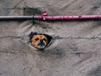 关于蝇营狗苟的语句