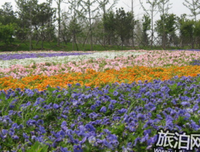 《一只非常寂寞的鸡》的观后感大全