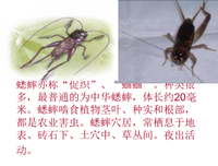大房子里的小夫人读后感100字