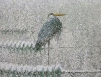 《下雪天》读后感1000字