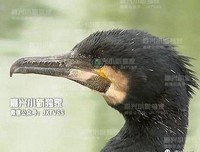 《七只乌鸦》经典观后感有感