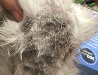 《痞子猫》好看吗？经典观后感锦集