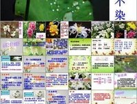 花开彼岸的优美句子