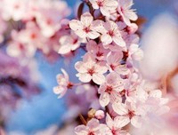 三生三世十里桃花好词好句