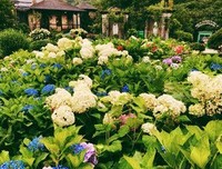 《生如夏花》影评100字