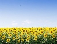 关于遍体鳞伤的唯美语录