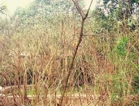 《围城》里的那些如果