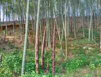 嗔念。的句子