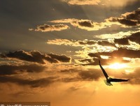 最经典的《皇牌空想发吃师不橘色长空》经典的句子