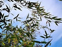 《言叶开样始病我庭》的句子