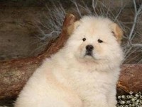 吾自二次来的句子
