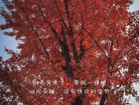 如果以后真的没有感情了，我们会离婚吗