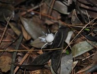 《极端植物笔记》读后感锦集