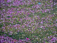荼蘼花事了
