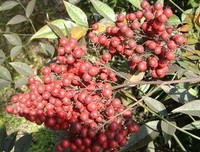 《红豆南国》的句子