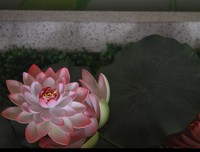 好心态，一朵开悟的花静静的开