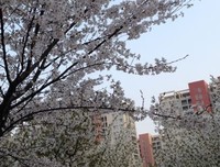 樱花深处，相约有你