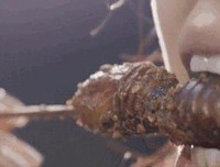 《自然世界：蚂蚁攻击》观后感精选