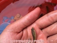 有关爱潜格孩里年别的乌鱼名言名句