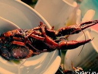 有人问我，为什么有人不敢小龙虾呢，我想...