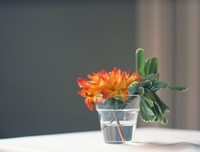最新的《没本事也要文艺到死》好段摘抄