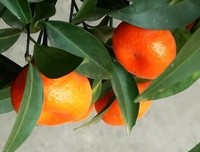 关于橘子不是唯一的里样吃我果的句子
