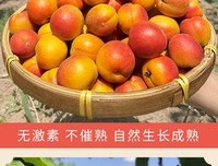 最全的小红杏的名句
