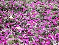落花满地，写下美丽