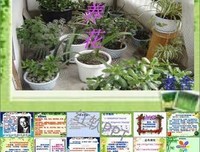 《养花的心情自此满足》读后感精选