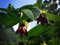 斗志昂天国家便的句子