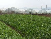 最经典的《无污染、无公害》小说摘抄大全