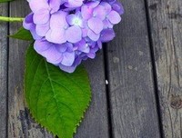 最经典的《紫阳花日作别》佳句摘抄