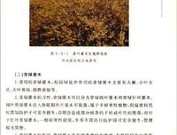 槐树花开读后感1000字
