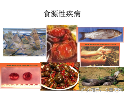 猫背鱼片粥