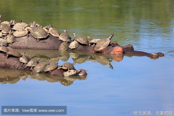  河马与乌龟