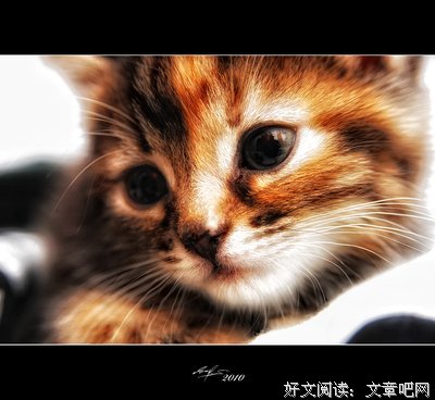 炒的不是饭，是艺术