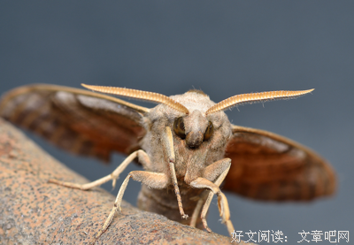 每一次睡眠都是死亡，每一次醒来都是复活