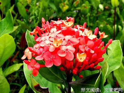  你所期盼的花朵会如期绽放