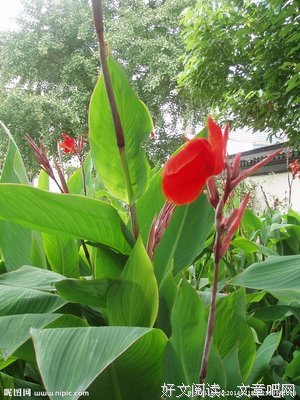 芭蕉花