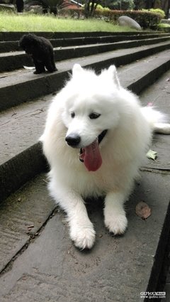 麦兜这只泰迪